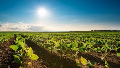 soybean plants growing within the field with a blue sky and the sun shining on them