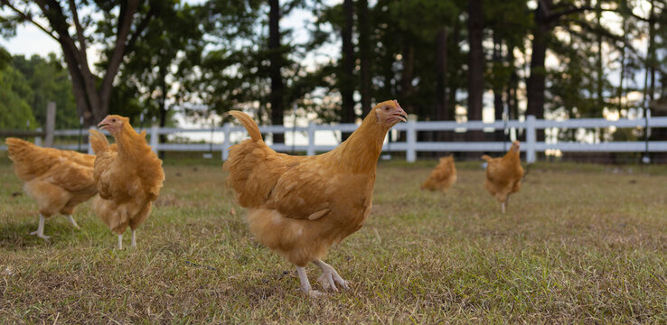 Flock of gold colored chicken pullets