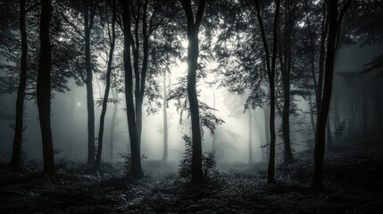 Fototapeta premium Mysterious Foggy Forest with Enlightening Rays Through Trees
