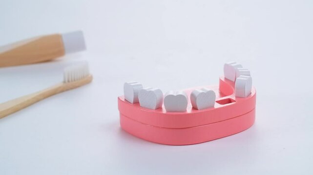 Orthodontist putting tooth back, example on mockup. Problem solving with implants