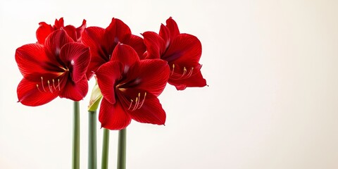 Stunning red amaryllis blooms elegantly displayed against a white background, highlighting the vibrant beauty of the red amaryllis in a striking yet simple composition. Ideal for floral enthusiasts.