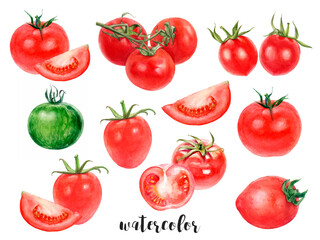 Hand-Painted Watercolor Tomato Variety Botanical Illustration Isolated on White