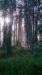 Fototapeta premium morning in the forest