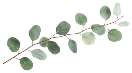 Obraz premium PNG Silver Dollar Eucalyptus branch minimalist eucalyptus leaves.
