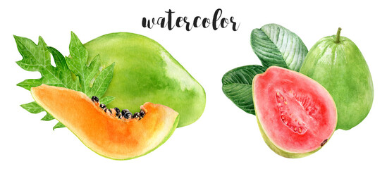 Hand-Painted Watercolor Papaya and Guava Botanical Illustration Isolated on White