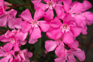 Vibrant Pink Oleander Flowers in Full Bloom. This vibrant floral display highlights the beauty of...