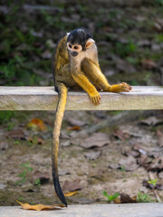 Common squirrel monkey (Saimiri sciureus) in the village of Boca do Mamirauá