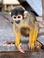 Common squirrel monkey (Saimiri sciureus) in the village of Boca do Mamirauá