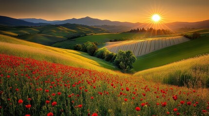 Obraz premium Sunset over rolling hills with poppy fields.