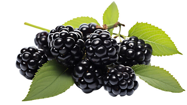 a group of blackberries with leaves