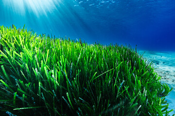 A Posidonia seagrass meadow under the sun