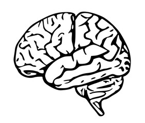 human brain illustration