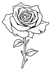 rose