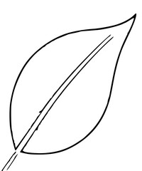 A leaf