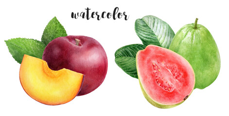 Hand-Painted Watercolor Plum and Guava Botanical Illustration Isolated on White