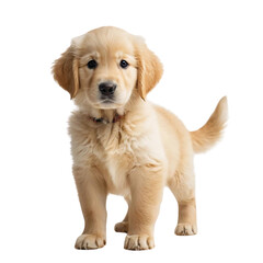 Adorable Golden Retriever Puppy Cute Dog Pet Canine