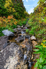 Abundance autumn forest with stream flowing on wilderness at national park