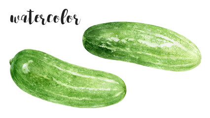 Hand-Painted Watercolor Cucumbers Botanical Illustration Isolated on White