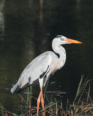 Fototapeta premium Sri Lankan wild grey horn near the river.
