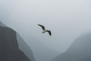 Seagull bird flying along the Fjord on gloomy day