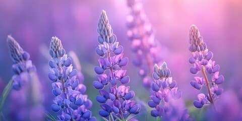 Obraz premium Violet lupin wildflowers create a stunning flowerscape in the meadow. These purple mauve lupine flowers bring beauty to the field, showcasing lilac lupinus blooms in a vibrant springtime scene.
