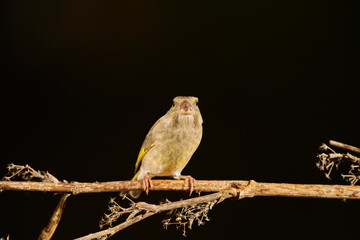 verderón europeo o verderón común​ (Chloris chloris)​ posado en un tronco