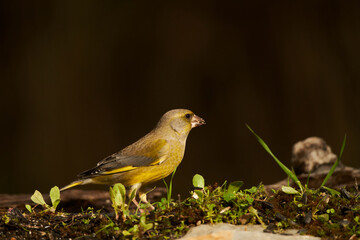 verderón europeo o verderón común​ (Chloris chloris)​ en el estanque del bosque