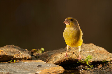 verderón europeo o verderón común​ (Chloris chloris)​ en el estanque del bosque