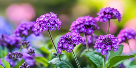 Obraz premium Purple flowers bloom vibrantly, creating a stunning display that enhances the beauty of the garden. The presence of purple flowers contributes to a breathtaking garden atmosphere.