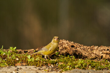 verderón europeo o verderón común​ (Chloris chloris)​ en el estanque del bosque	
