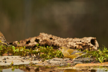 verderón europeo o verderón común​ (Chloris chloris)​ en el estanque del bosque	
