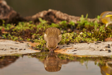 verderón europeo o verderón común​ (Chloris chloris)​ en el estanque del bosque	
