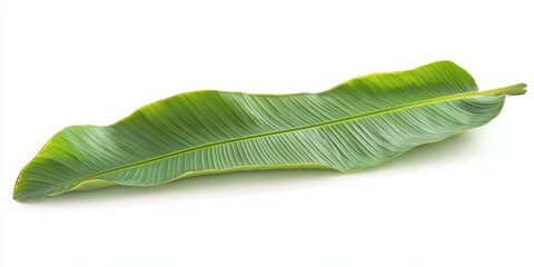 Fototapeta premium Isolated banana leaf displayed against a white background, highlighting the vibrant green of the banana leaf. Ideal for nature themed designs featuring the unique texture of the banana leaf.