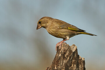 verderón europeo o verderón común​ (Chloris chloris)​ posado en un tronco