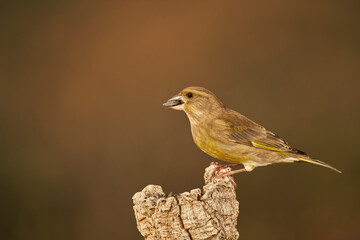 verderón europeo o verderón común​ (Chloris chloris)​ posado en un tronco