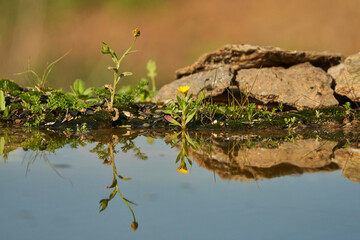 orilla del estanque con piedras y plantas