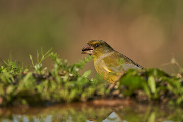 verderón europeo o verderón común​ (Chloris chloris)​ en el estanque del bosque