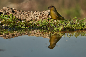 verderón europeo o verderón común​ (Chloris chloris)​ en el estanque del bosque