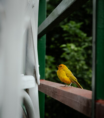 Yellow bird perching on a fence 
