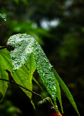 Water droplets on a leaf in colour 
