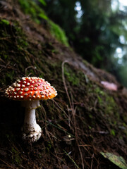 Mushroom on a tree 