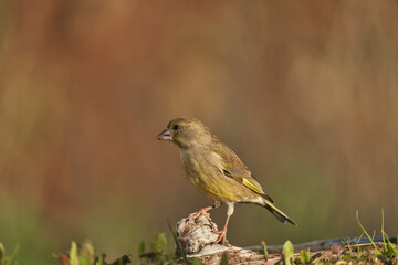 Fototapeta premium verderón europeo o verderón común​ (Chloris chloris)​ posado en un tronco