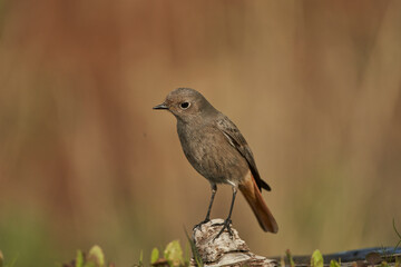 Obraz premium colirrojo tizón hembra (Phoenicurus ochruros) en el estanque del parque