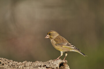 verderón europeo o verderón común​ (Chloris chloris)​ posado en un tronco