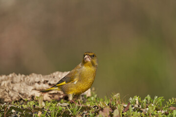 verderón europeo o verderón común​ (Chloris chloris)​ posado en un tronco
