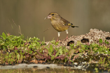 verderón europeo o verderón común​ (Chloris chloris)​ en el estanque del bosque