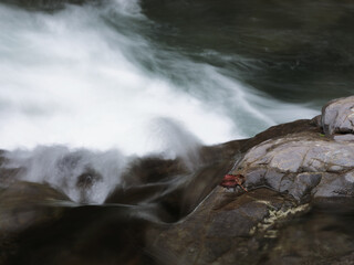 水辺に落ちた紅葉