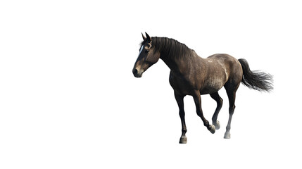 Obraz premium horse isolated on white background