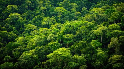 Naklejka premium Aerial perspective capturing a lush tropical rainforest filled with vibrant green trees. The stunning green forest backdrop offers ample copy space for creative projects.