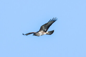 Common Buzzard (Buteo buteo), spotted over Baldoyle Racecourse, Dublin; common in Europe